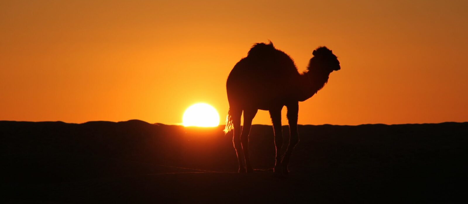 A picture of a camel during sunset