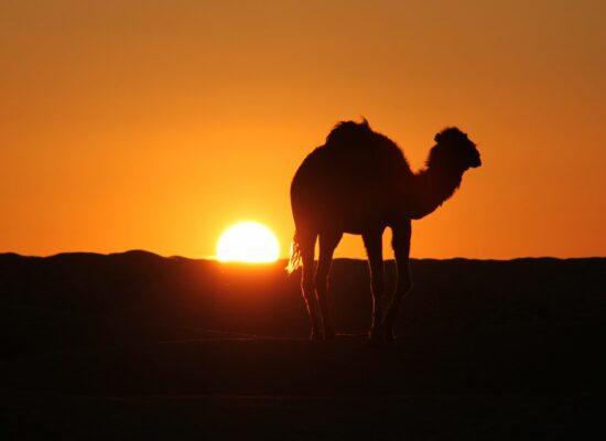 A picture of a camel during sunset