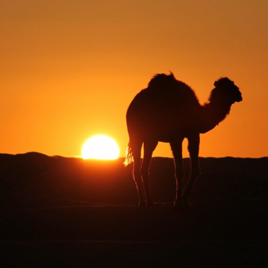 A picture of a camel during sunset