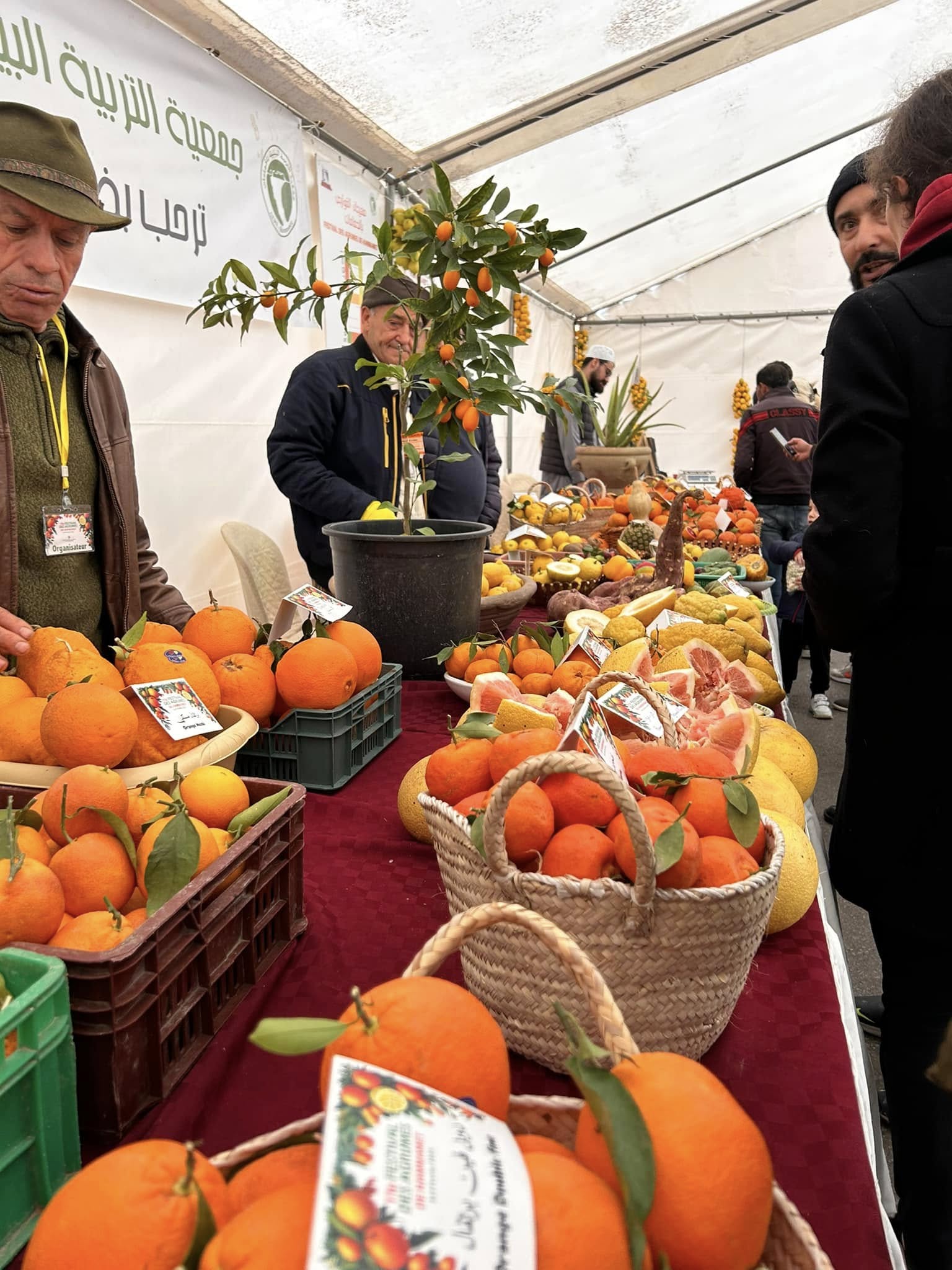 Fresh citrus fruits displayed at Hammamet Citrus Festival 2026